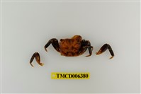 藏品(斑點擬相手蟹)的圖片